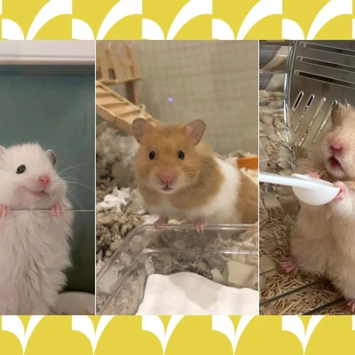 hamster dễ thương và vật dụng nuôi cần thiết cho hamster elle