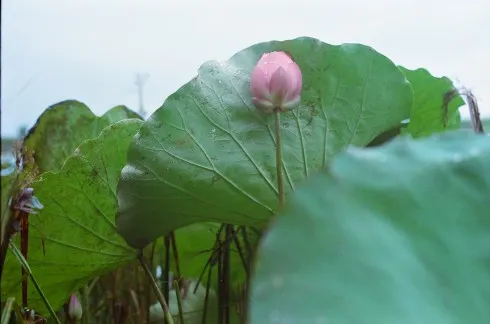 Những đầm sen với những đóa hoa sen trái vụ