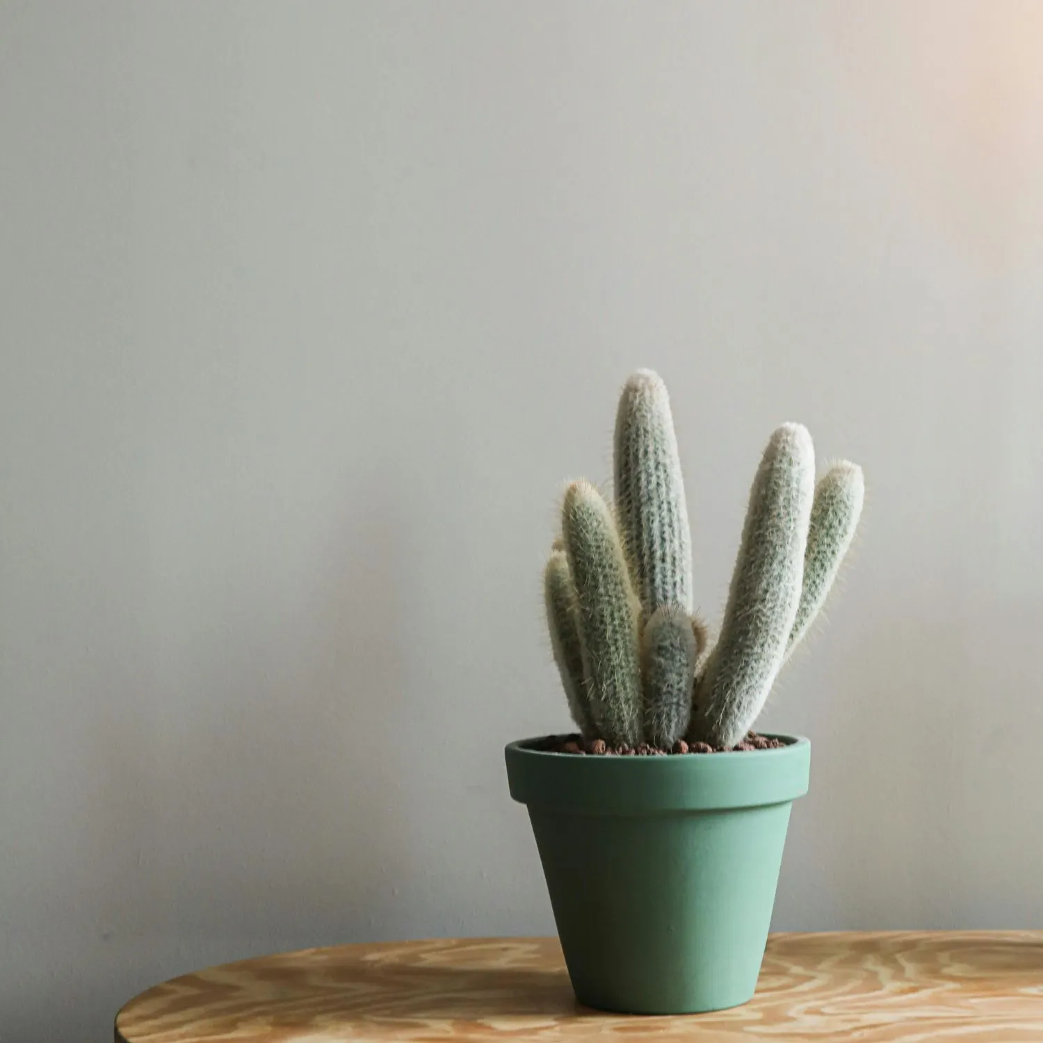 Xương rồng là lựa chọn lý tưởng cho những bệ cửa sổ ngập tràn ánh nắng.