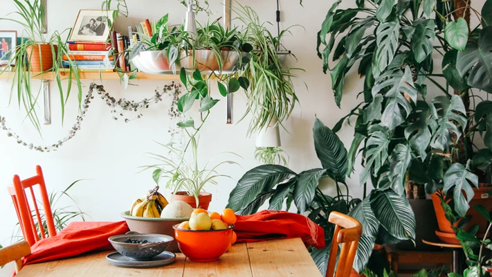 elle việt nam trồng cây trong nhà 5