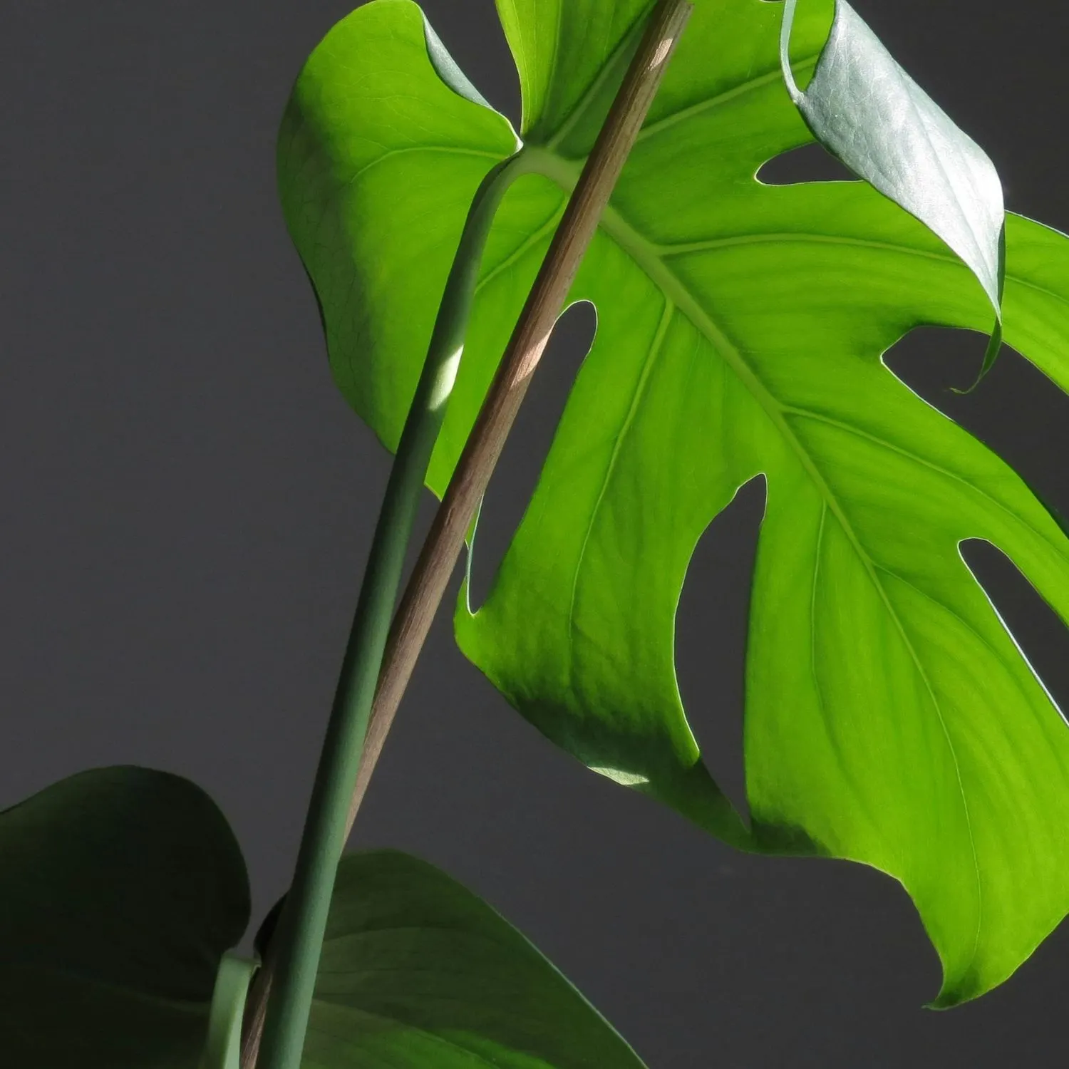 Monstera mang đến cảm giác phóng khoáng và giàu sức sống cho không gian.