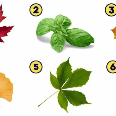 trắc nghiệm chiếc lá cây